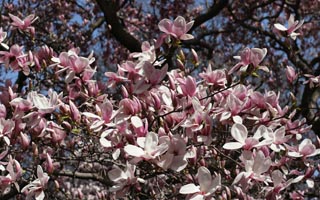 New York Botanical Garden