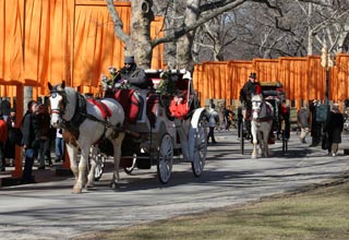Horse-Drawn Carriage Rides