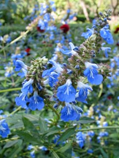 Conservatory Garden